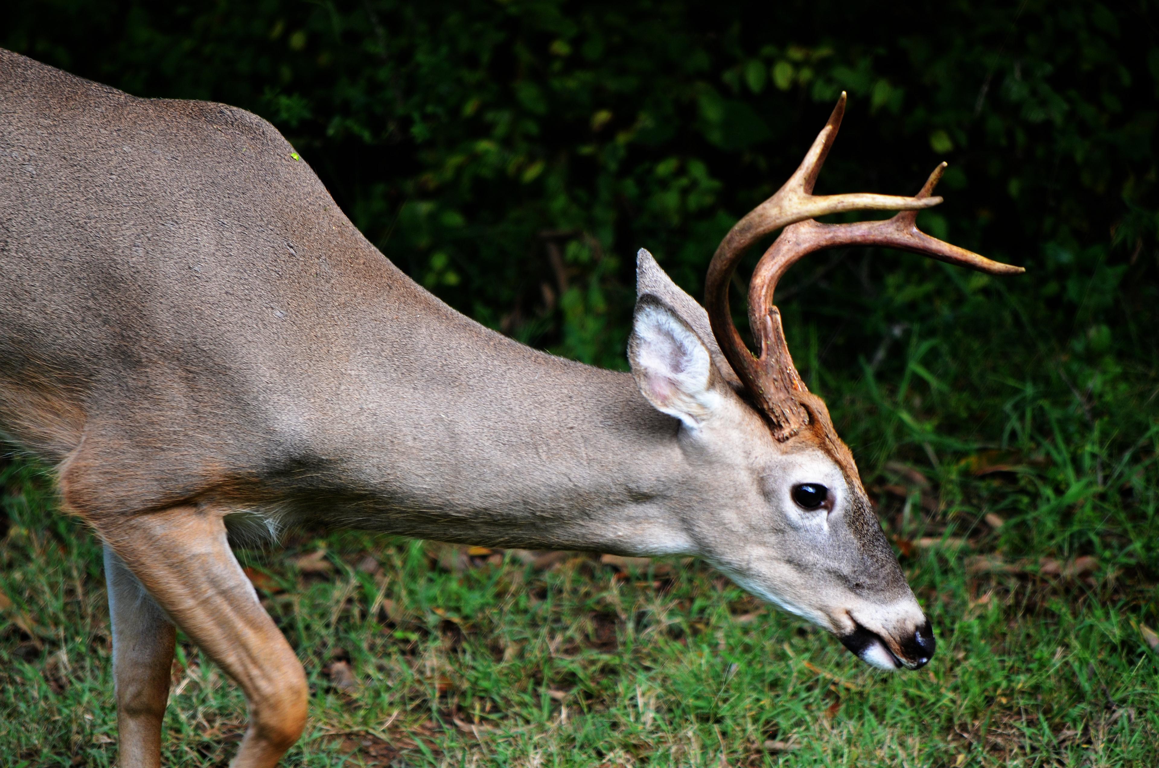 Buck grazing on grass (Nikon D5100)